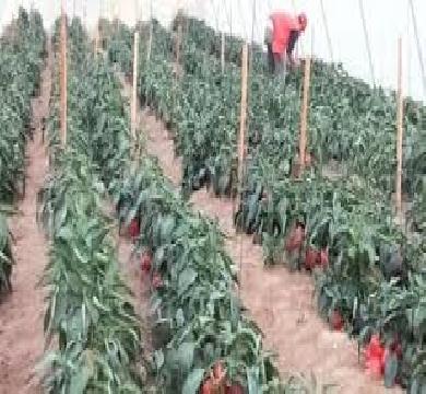 669 الف عميل يحصل علي تمويل لمشروعات زراعية بقيمة 13.6 مليار جنيه